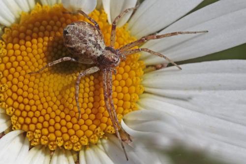 Philodromus sp.